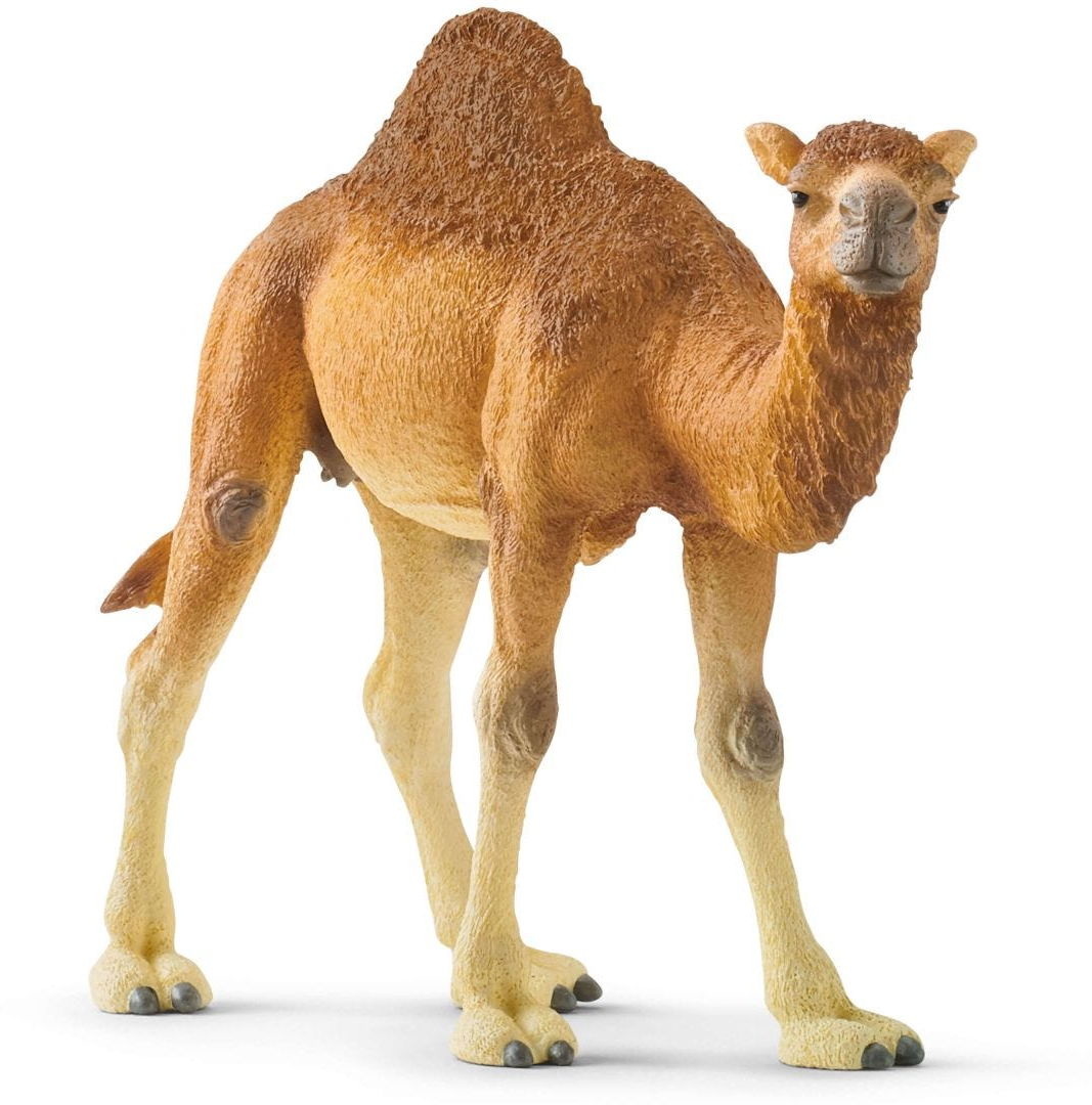 Schleich WILD LIFE Dromedar Einzelfigur 14832