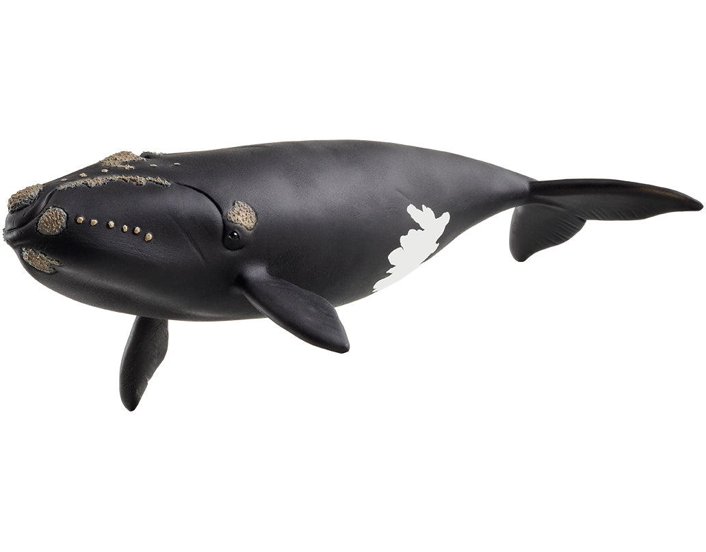 Schleich WILD LIFE Nordatlantischer Glattwal Einzelfigur 14878